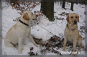 Joyful Labs Allround Boy "James"