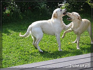 Joyful Labs Adventure Boy "Henry"