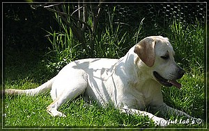 Joyful Labs Adventure Boy "Henry"