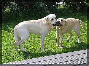 Joyful Labs Adventure Boy "Henry"