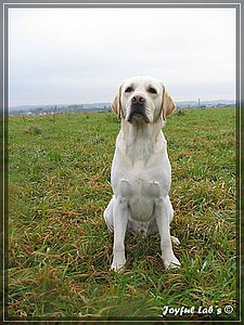 Joyful Labs Adventure Boy "Henry"