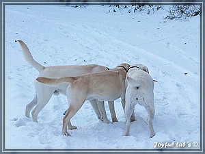 Joyful Labs Allround Boy "James"