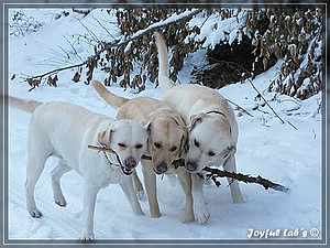 Joyful Labs Allround Boy "James"