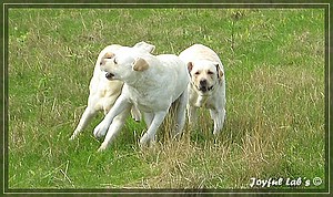 Joyful Labs Amiable Girl "Jule"