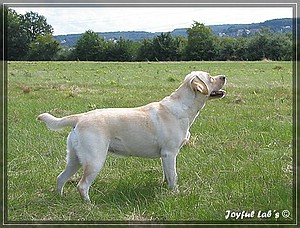 Joyful Labs Amiable Girl "Jule"