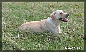 Joyful Labs Amiable Girl "Jule"