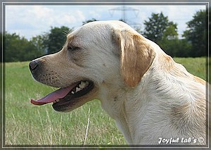 Joyful Labs Amiable Girl "Jule"