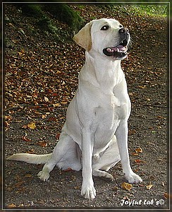 Joyful Labs Amazing Girl "Dora"