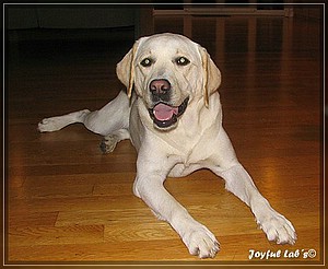 Joyful Labs Amazing Girl "Dora"