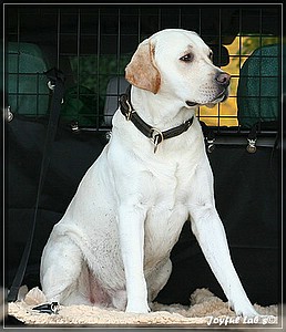 Joyful Labs Allround Boy "James"