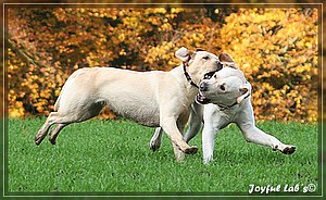 Joyful Labs Allround Boy "James"