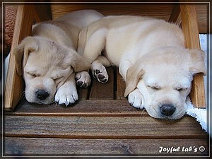 Joyful Labs A Wurf