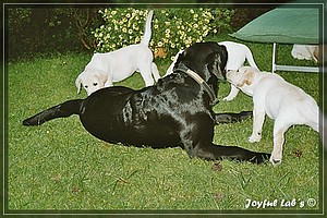 Joyful Labs A Wurf