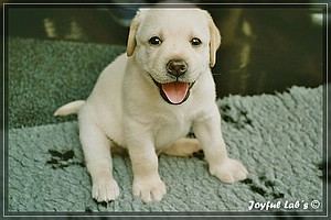 Joyful Labs A Wurf