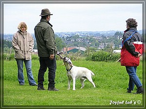 Joyful Labs A-Wurf Wesenstest