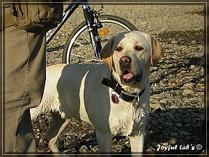 Joyful Labs Absolute Power Boy "Finn"