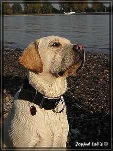 Joyful Labs Absolute Power Boy "Finn"