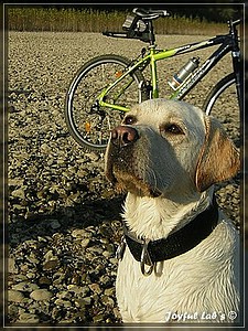 Joyful Labs Absolute Power Boy "Finn"