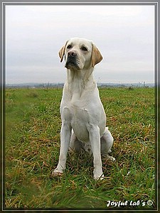 Joyful Labs Adventure Boy "Henry"