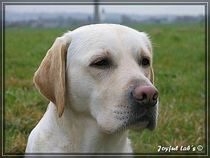 Joyful Labs Adventure Boy "Henry"