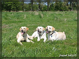 Joyful Labs Amiable Girl "Jule"