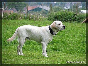 Joyful Labs Absolute Power Boy "Finn"