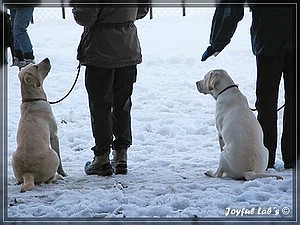 Joyful Labs Absolute Power Boy "Finn"