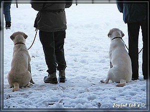 Joyful Labs Absolute Power Boy "Finn"