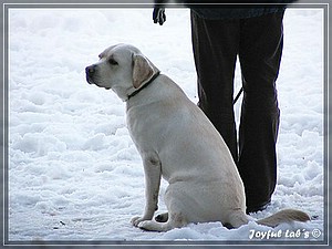 Joyful Labs Absolute Power Boy "Finn"