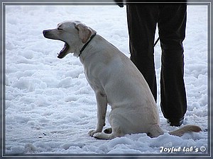 Joyful Labs Absolute Power Boy "Finn"