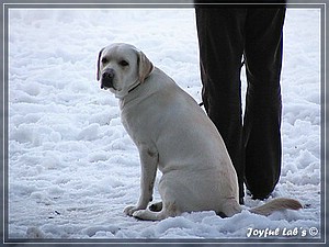 Joyful Labs Absolute Power Boy "Finn"