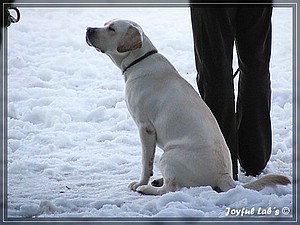 Joyful Labs Absolute Power Boy "Finn"