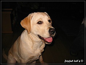 Joyful Labs Amiable Girl "Jule"