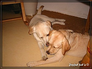 Joyful Labs Absolute Power Boy "Finn"