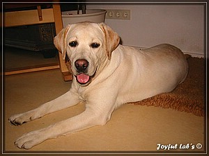 Joyful Labs Absolute Power Boy "Finn"