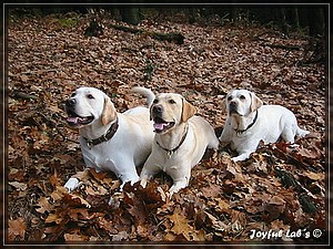 Joyful Labs Allround Boy "James"