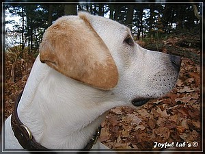 Joyful Labs Allround Boy "James"