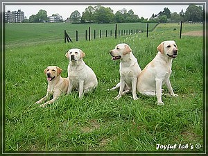 Joyful Labs Absolute Power Boy "Finn"