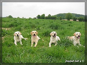 Joyful Labs Absolute Power Boy "Finn"