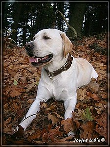 Joyful Labs Allround Boy "James"