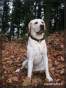 Joyful Labs Allround Boy "James"