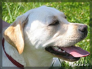 Joyful Labs Amiable Girl "Jule"