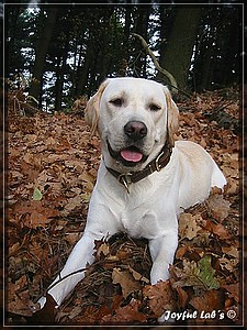 Joyful Labs Allround Boy "James"