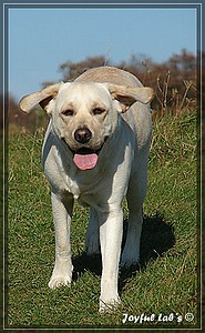 Joyful Labs Amiable Girl "Jule"