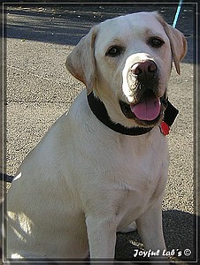 Joyful Labs Absolute Power Boy "Finn"