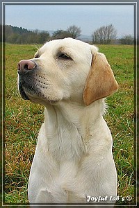 Joyful Labs Adventure Boy "Henry"