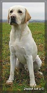 Joyful Labs Adventure Boy "Henry"