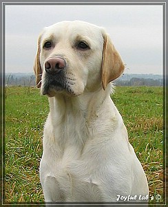 Joyful Labs Adventure Boy "Henry"