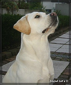 Joyful Labs Amazing Girl "Dora"