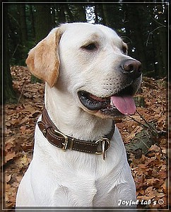 Joyful Labs Allround Boy "James"